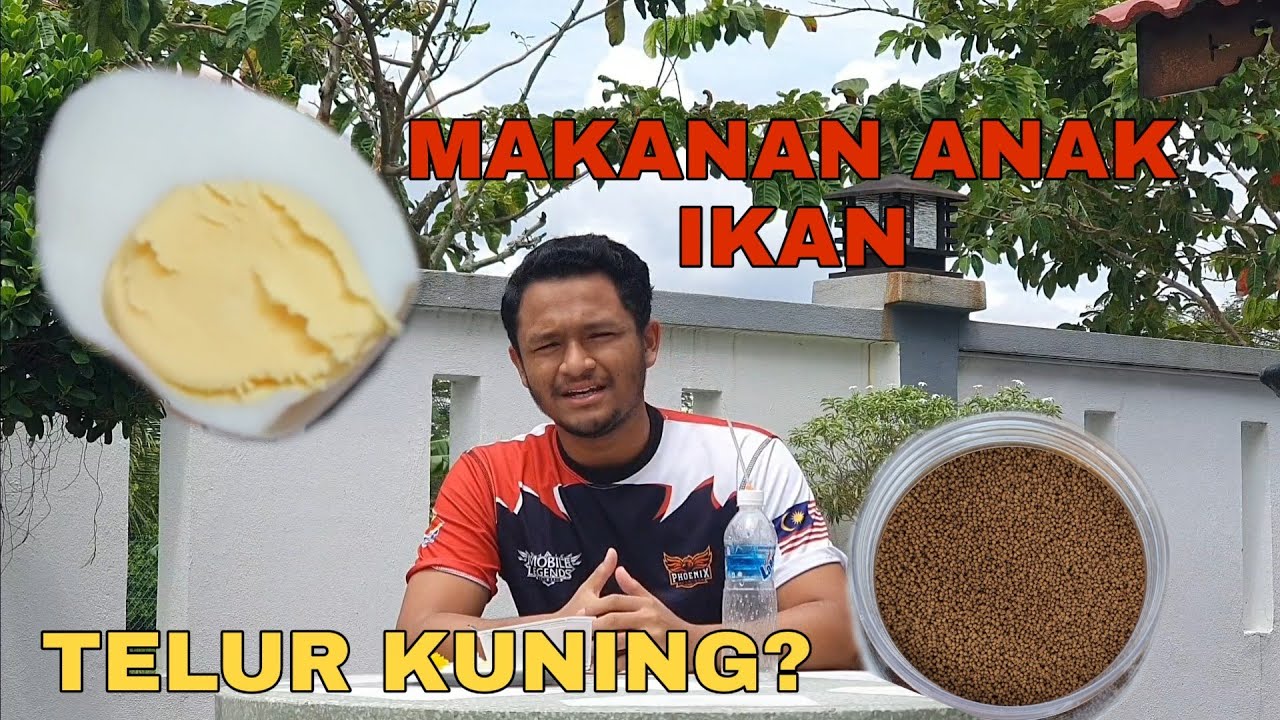 MAKANAN ANAK IKAN LAGA. Telur kuning sebagai makanan fry dan cara penjagaan air.