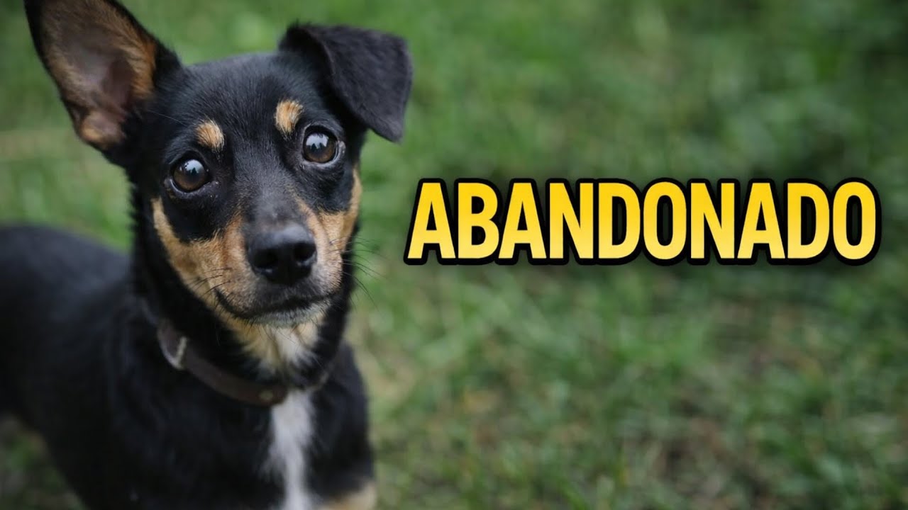 LEVEI PETISCOS PRO CACHORRO DE RUA ( VALE A PENA VER DE NOVO )