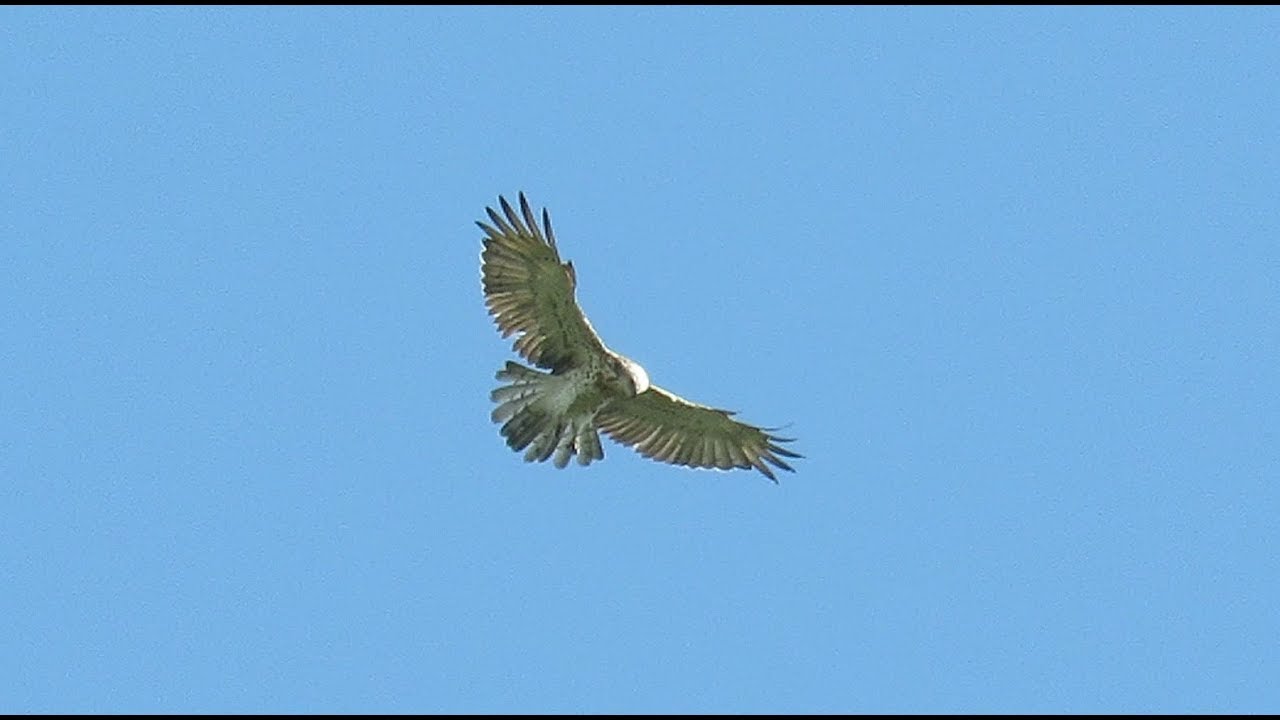 Hovering Short-toed Eagle - Circaetus gallicus - Slangenarend / Brecht - Belgium / 5-8-2017