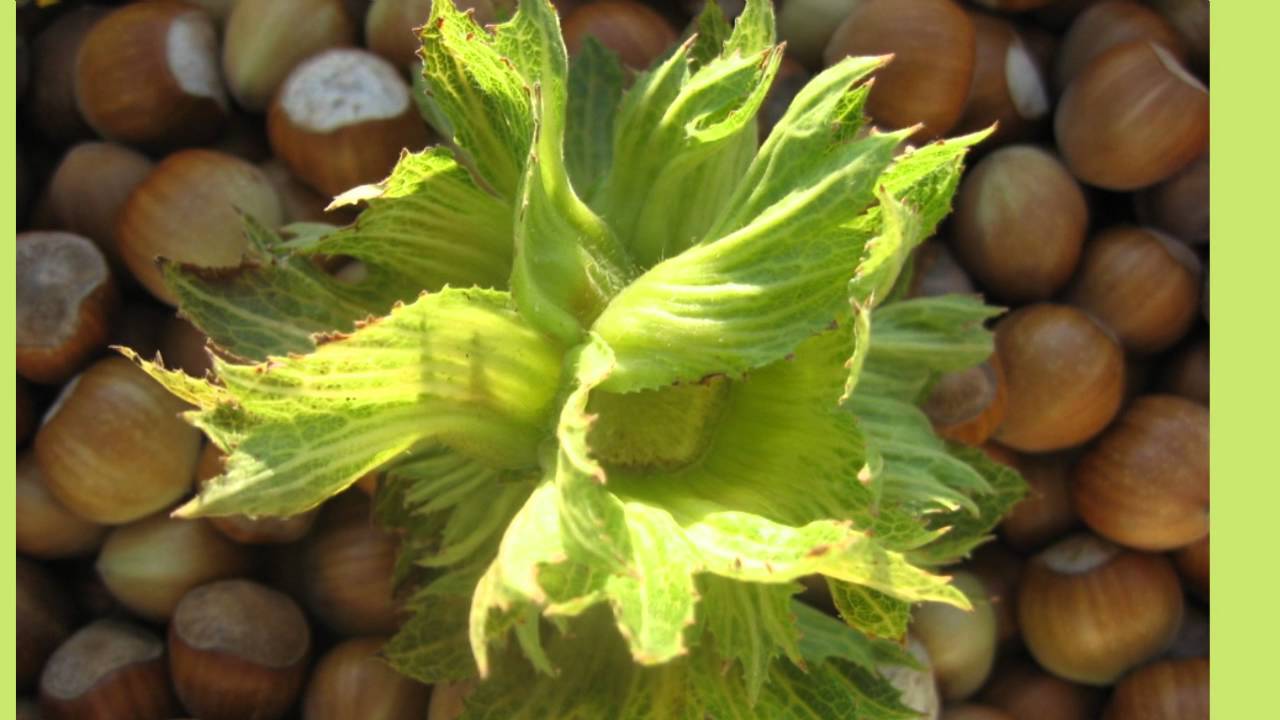 Plantaža lešnika - Deset godina plantaže u s.Rasna, Požega