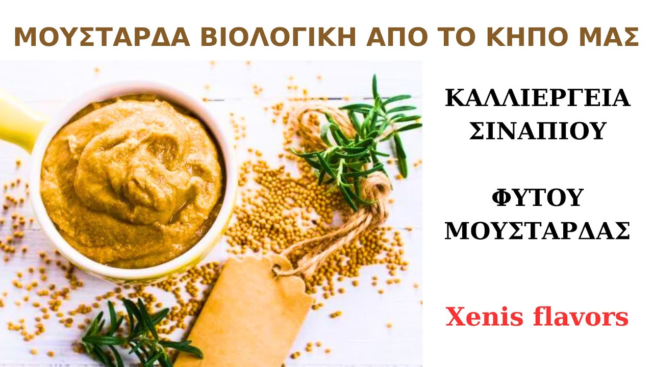 Βιολογικη Μουσταρδα Χειροποιητη απο σιναπι της αυλης μας! 3 ΣΥΝΤΑΓΕΣ ΓΙΑ ΜΟΥΣΤΑΡΔΑ