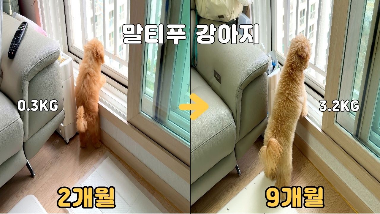 점점 길어지는 말티푸 강아지… 😳 (2개월 vs 9개월)