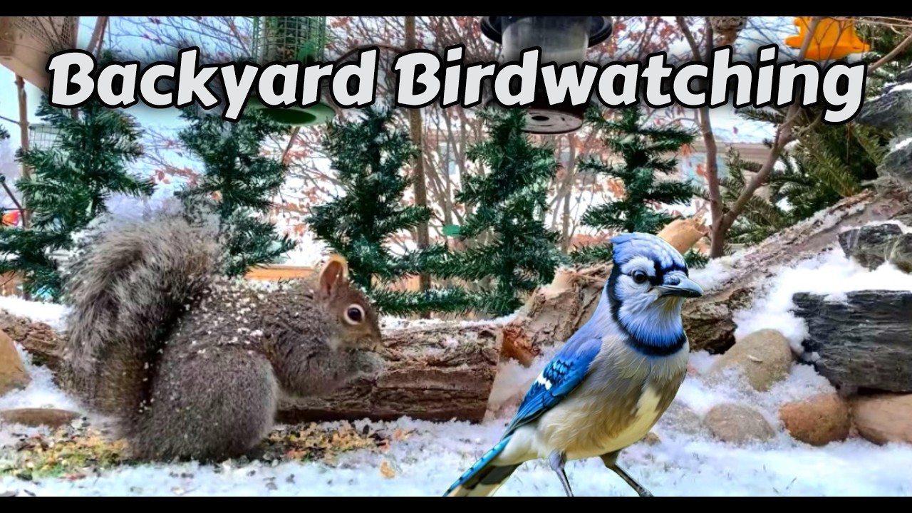🔴LIVE 4K Bird & Squirrel Watching - Brights Grove On. 🇨🇦 #birds #squirrel