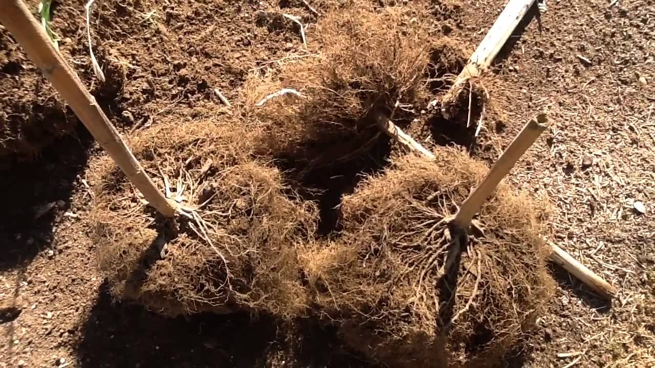 Garden Update & WARNING of the Use of Dried Bamboo Stakes in Your Garden