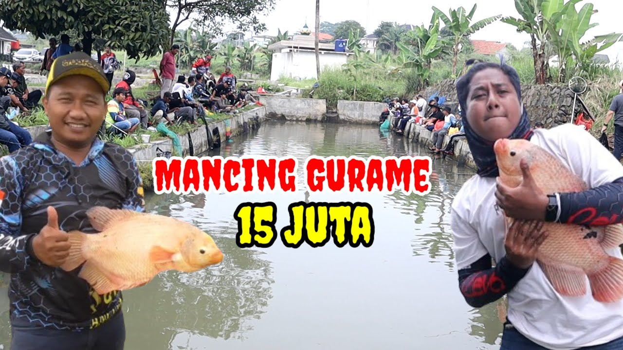 MANCING BORONGAN FULL GURAME 3 KWINTAL DI BOGOR