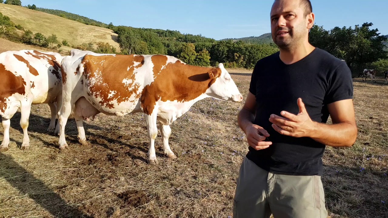 Montbeliarde e incroci pezzati rossi