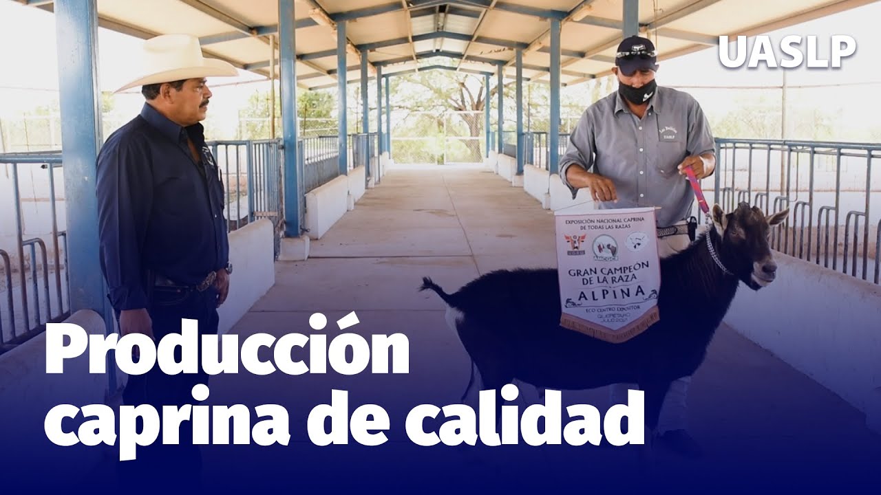 Producci&oacute;n caprina de calidad 🐐