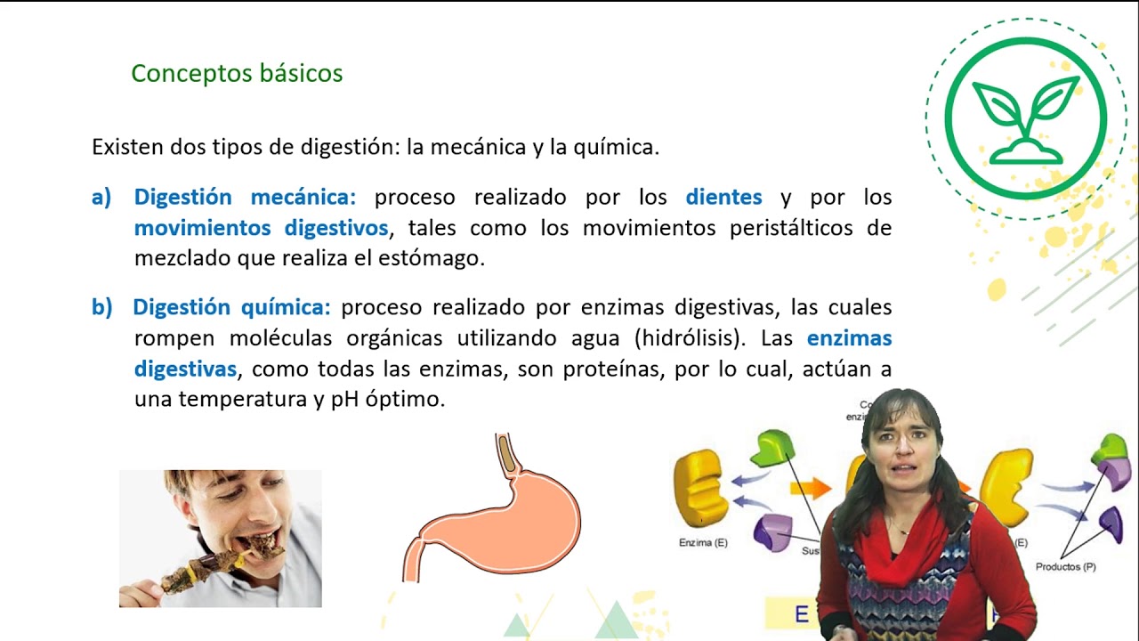 BIOLOGÍA "Sistema digestivo"- I Nivel Clase n° 2