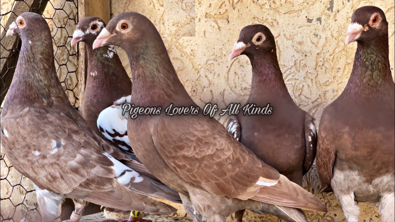 Meulemans pigeons