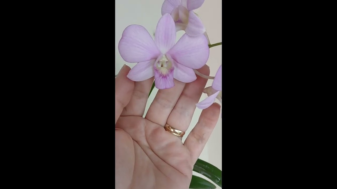 O início das florações das orquídeas denphal do mês de fevereiro 