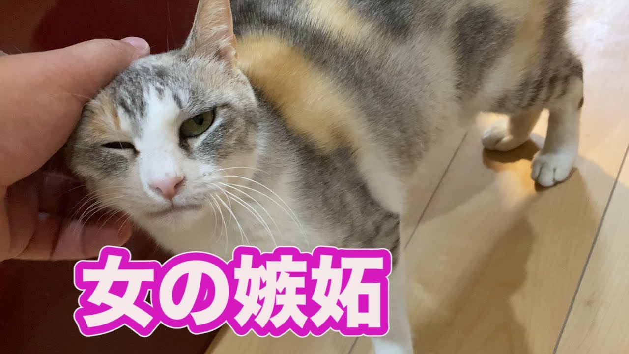 猫の子育て＃１８　赤ニャンに嫉妬するネネママ