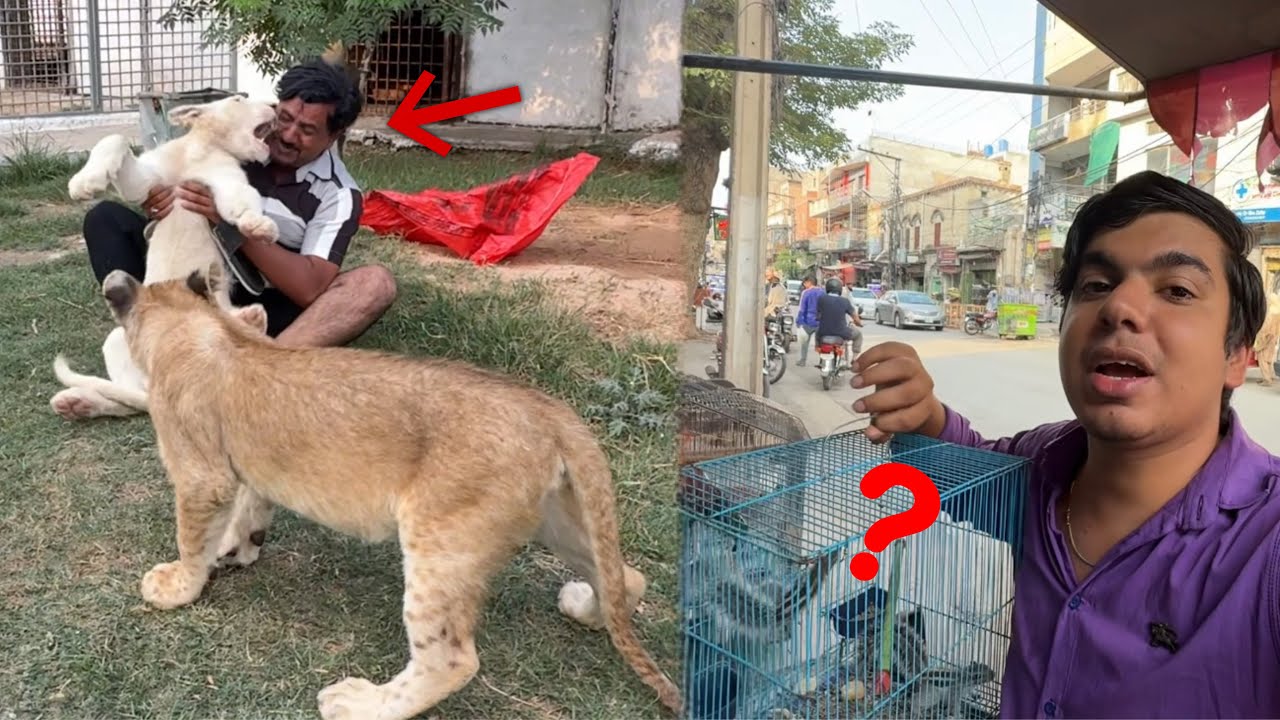 Islamabad Pet Market Sy Pets Shopping Ki 😍