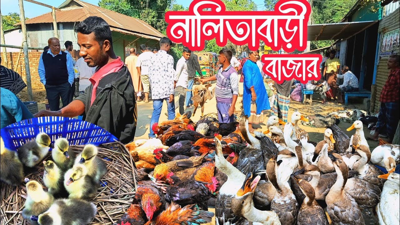 রাঁজ হাসের বাচ্চা, রাঁজহাস দেশি হাঁস মুরগির দরদাম। নালিতাবাড়ি বাজার। 