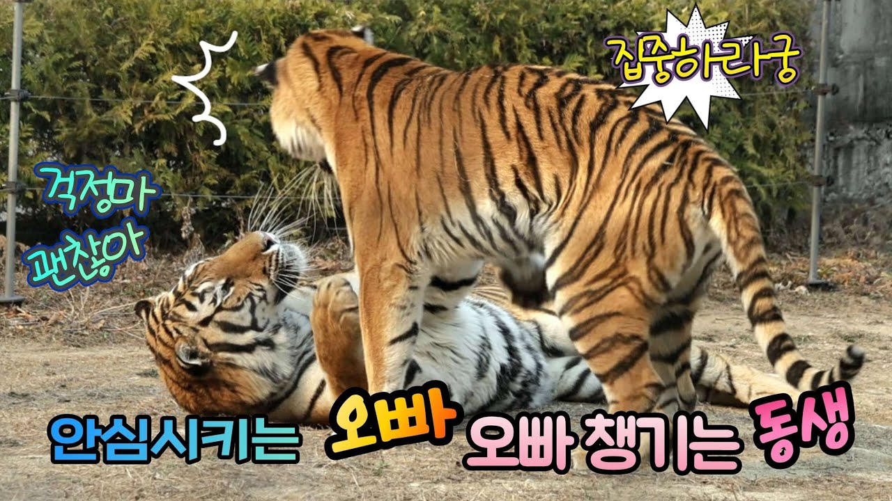 [2부] 동생 안심시키려는 오빠🐯 오빠 걱정하는  동생궁이🌸🍀🐯