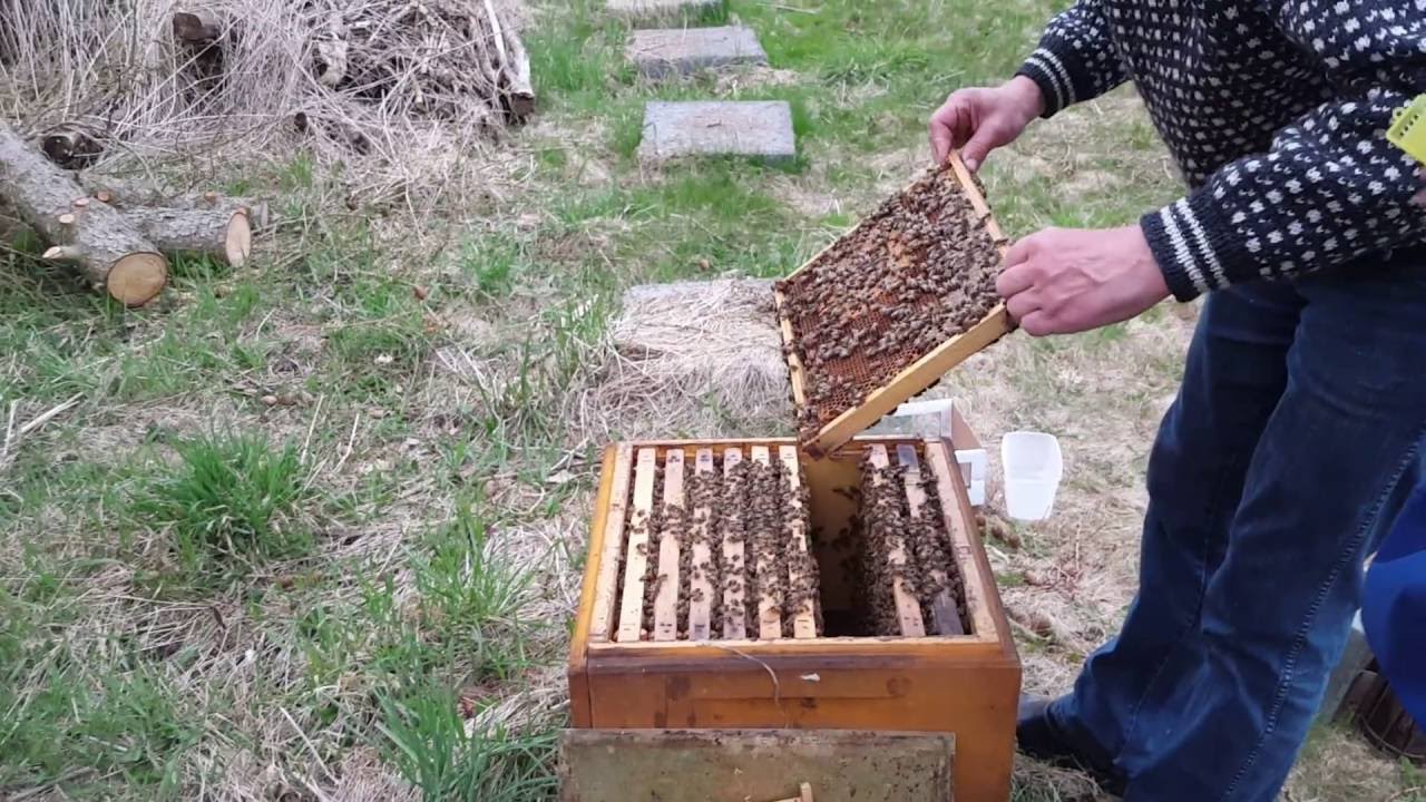 Visiting Ivan Nielsen to see an exceptional Buckfast of pure Carpathian line