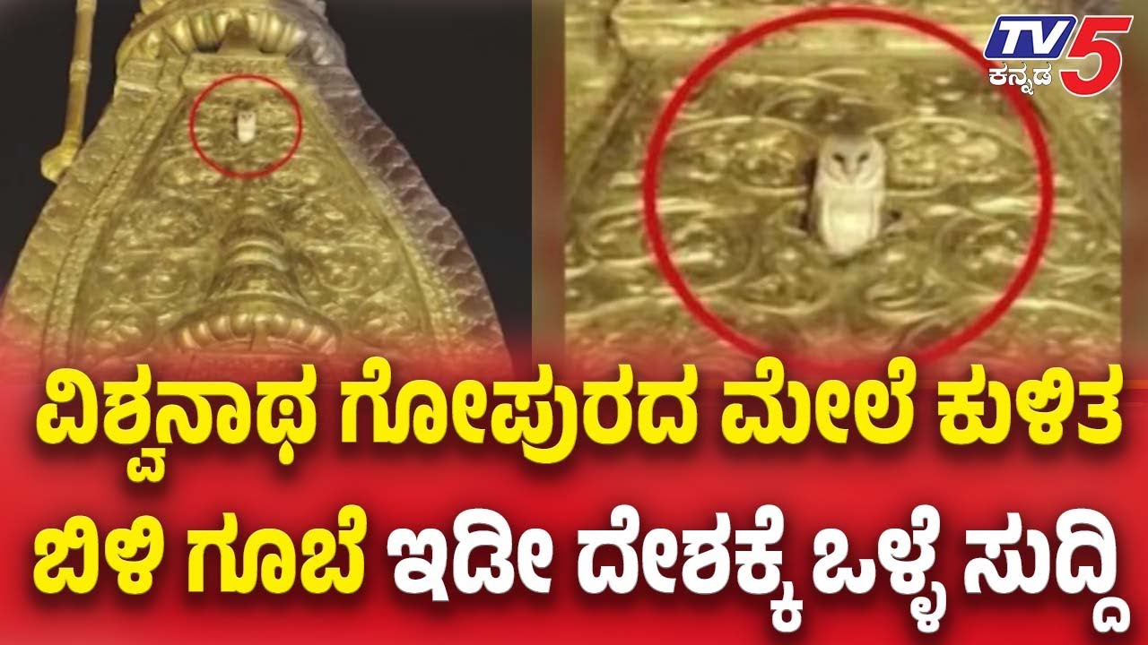 Rare White Owl Spotted On Kashi Vishwanath's Golden Peak In Varanasi:ಇಡೀ ದೇಶಕ್ಕೆ ಒಳ್ಳೆ ಸುದ್ದಿ