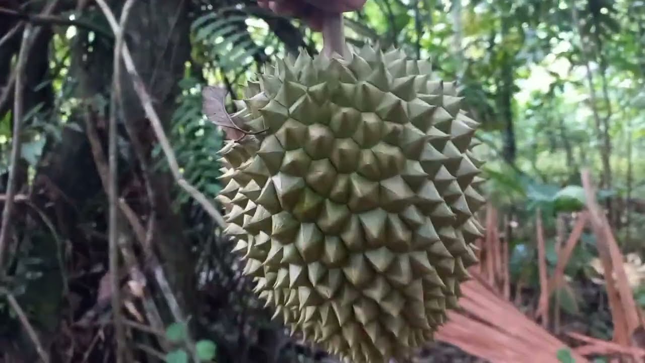Cari durian sebelum kita ke kebun dan menemukan tanaman hias dan buah hutan.#14 @hatamhekal 
