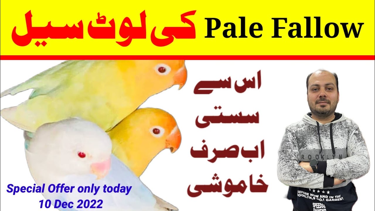 Special Offer on Pale Fallow & Split Pale Fallow birds ll Welcome Aviary Official