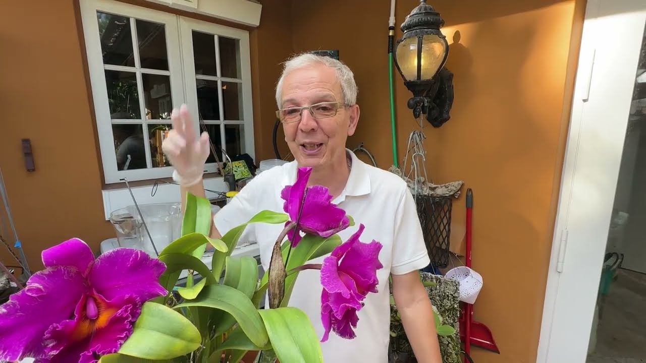 Preparing orchids for AOS orchid judging and how to secure a cork mount