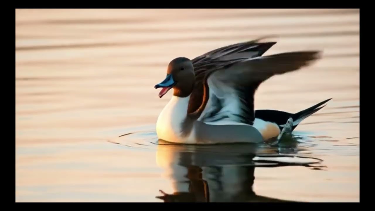 Vídeo promocional de Muros de Nalón 2026. Muros de Nalón. 