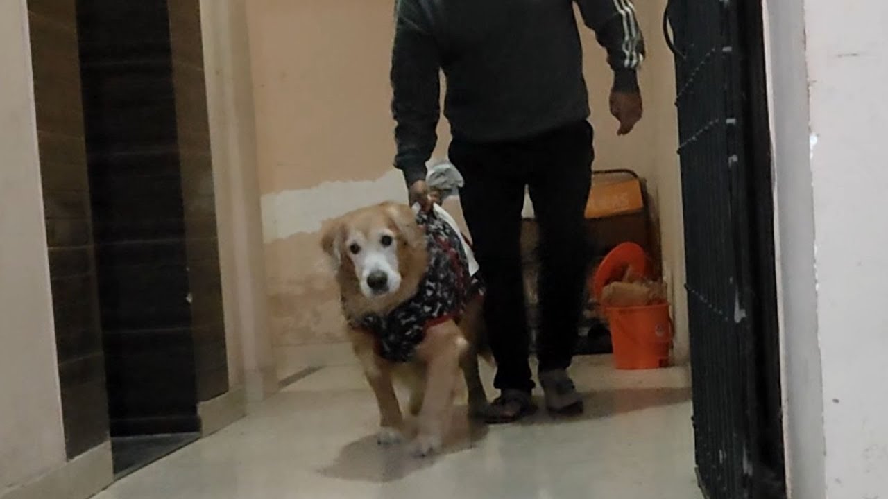 Cipur 2024 ar 2025 kemon giyachilo....