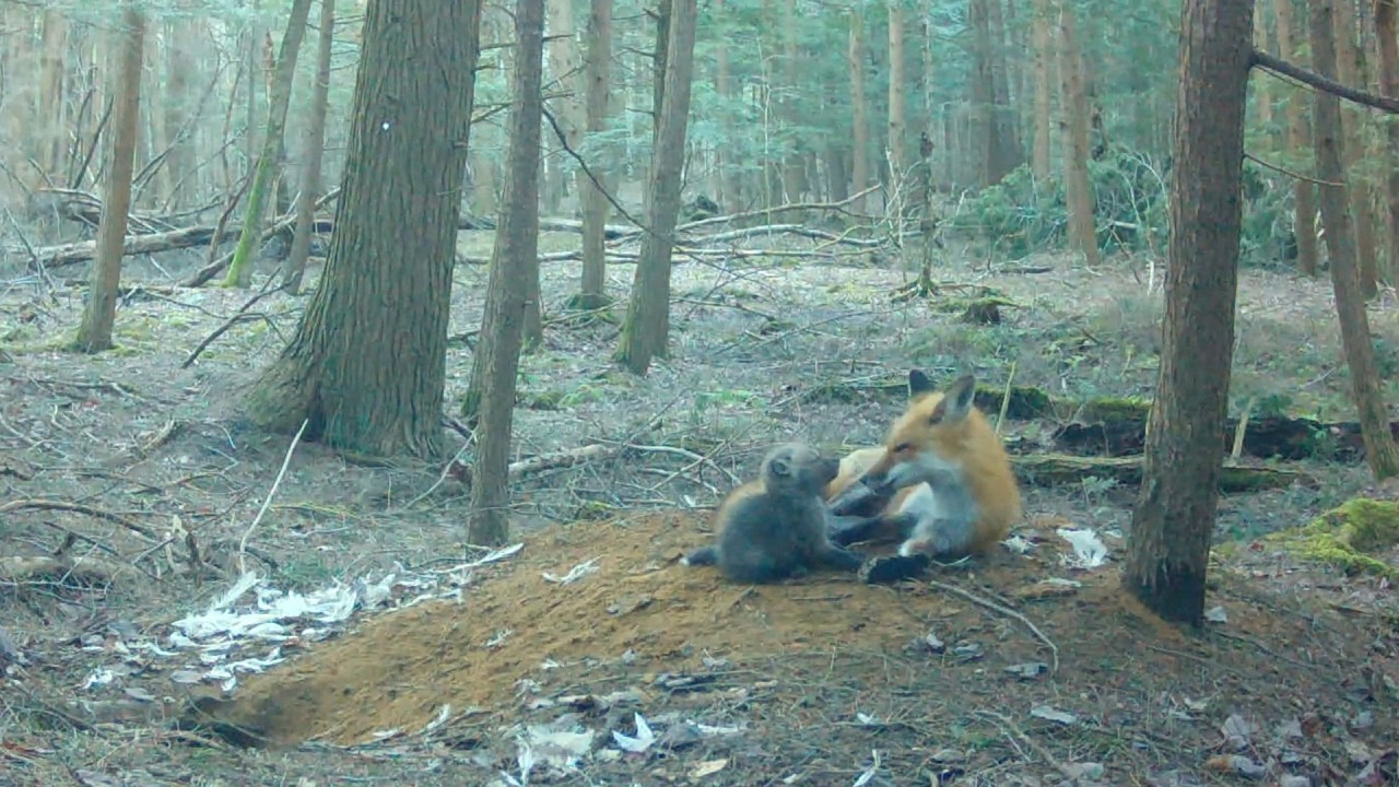 Red Fox Mom’s Busy Days: Chipmunk Hunting, Lake Fishing, Chicken Feast & Cozy Cuddles