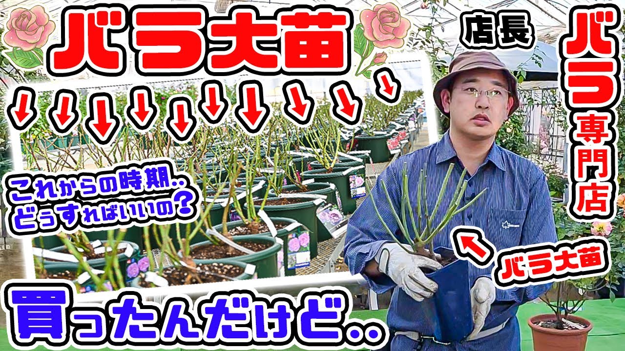 【バラ大苗】を買ったんだけど。どうしたらいいの?これからの時期に気をつけたい事は?バラ専門店店長【高木大輔さん】