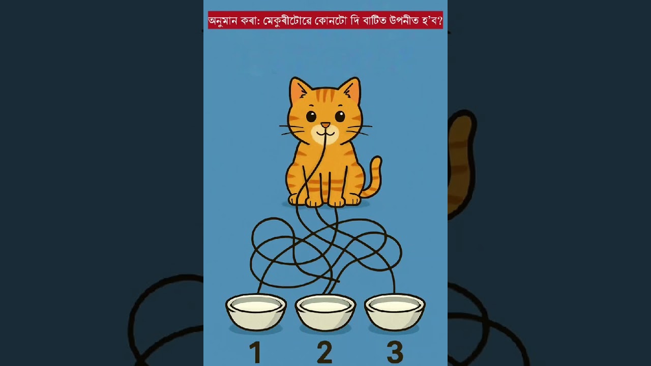 Cat & Milk Bowl Maze Challenge! 🥛