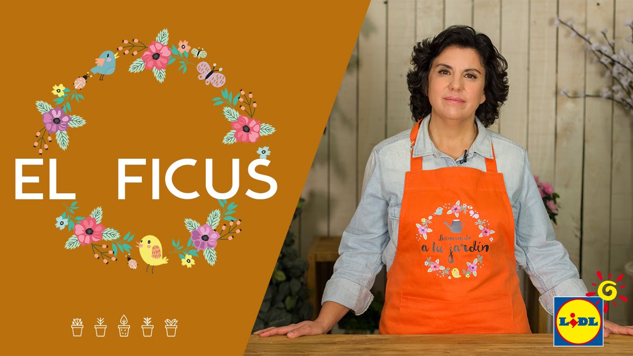 El Ficus 🌱🌿 | El Jardín De Lidl | Lidl España