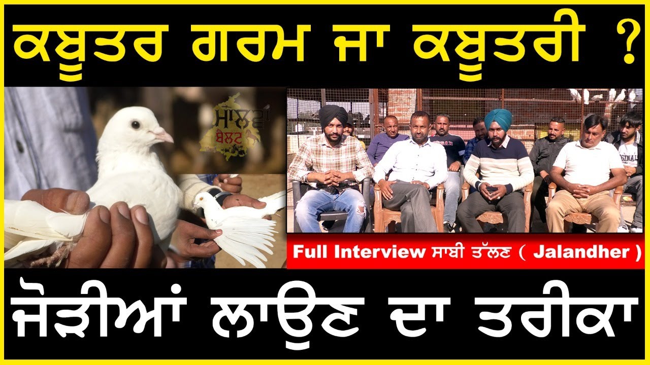ਜੋੜੀਆਂ ਲਾਉਣ ਦਾ ਤਰੀਕਾ | ਨਵੇਂ ਕਬੂਤਰਬਾਜ਼ ਭਰਾਵਾਂ ਦੇ ਕੰਮ ਦੀਆਂ ਗੱਲਾਂ | #Sabi-Talhan #kbooterbazi #malwabelt