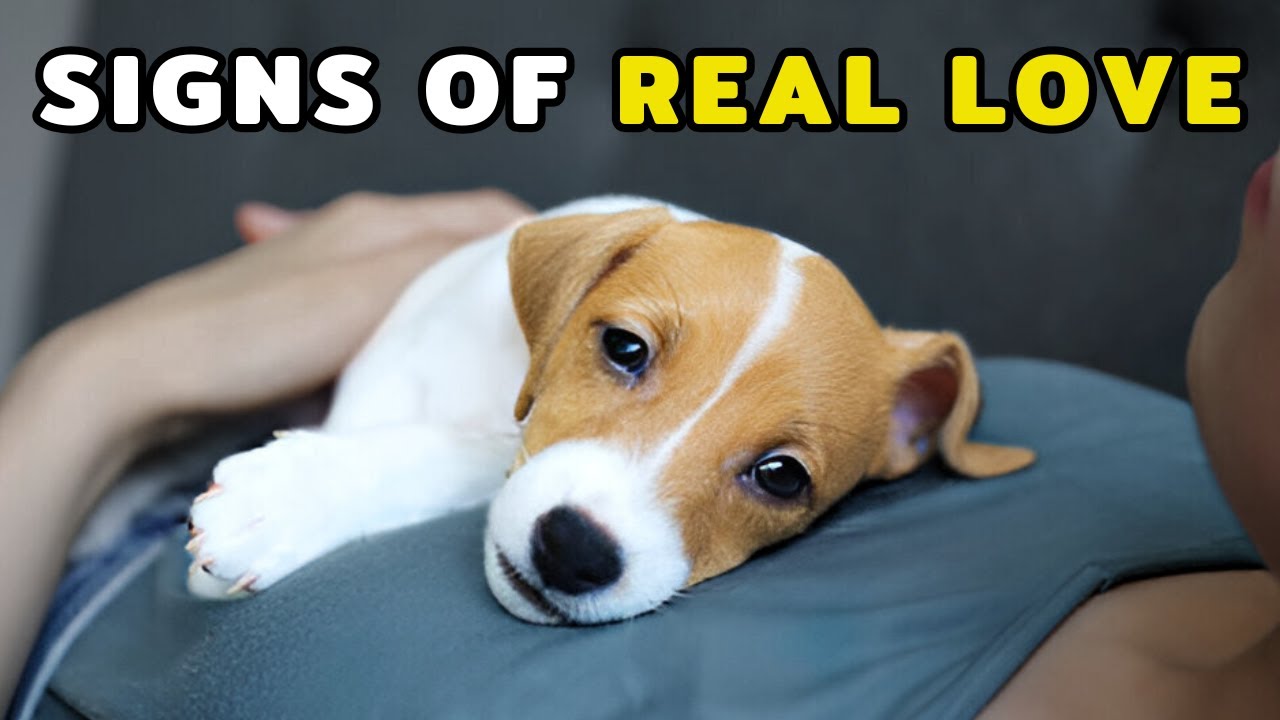 If Your Dog Does THIS, They’re Truly Bonded to You!