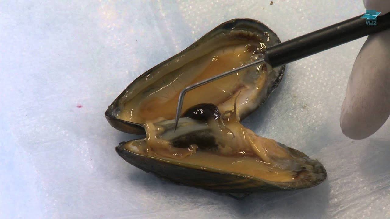 Dissectie mossel
