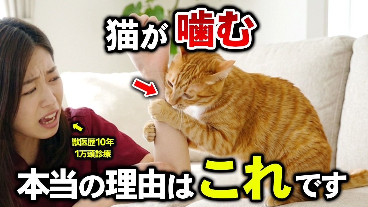 【獣医師が解説】猫があなたを噛む本当の理由｜それ「もうやめて」の合図です