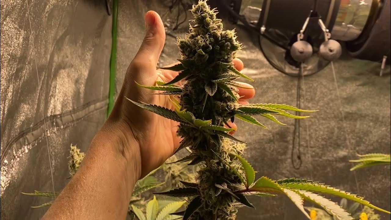 Harvest video || 2 lbs One Plant!!! || 2g per Watt || Check description