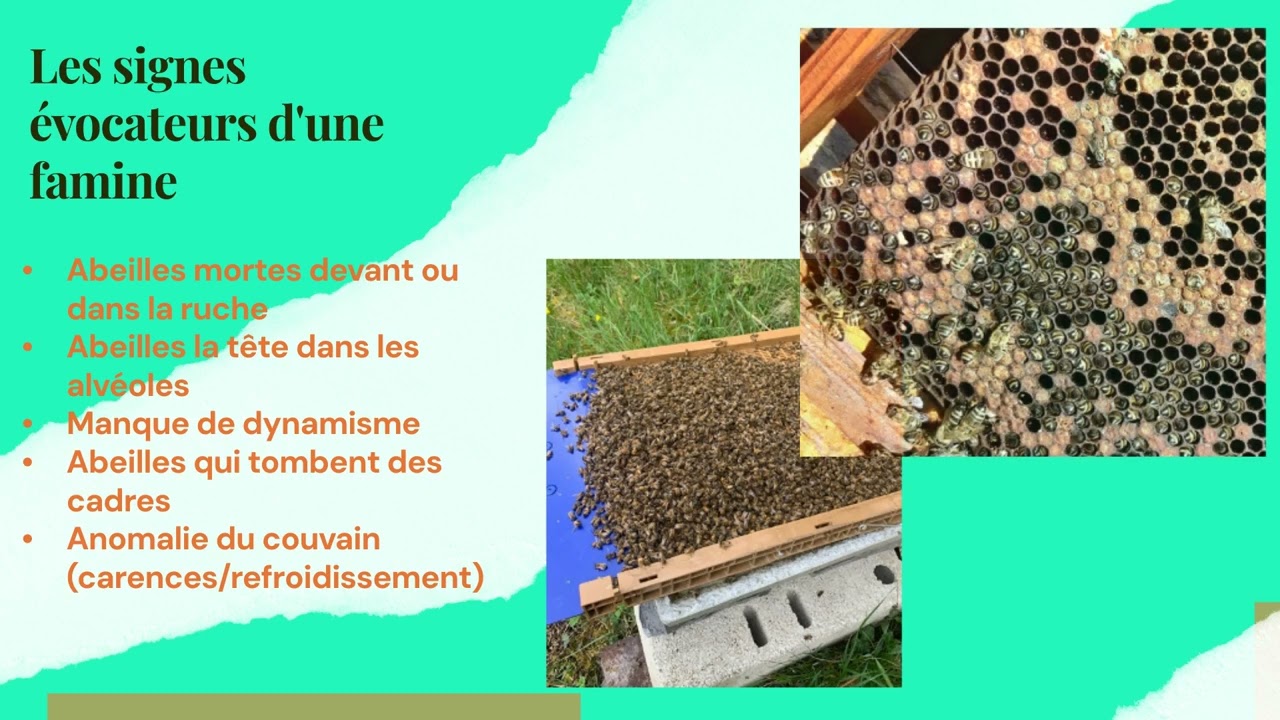 Bulletin trimestriel OMAA Juin 2024