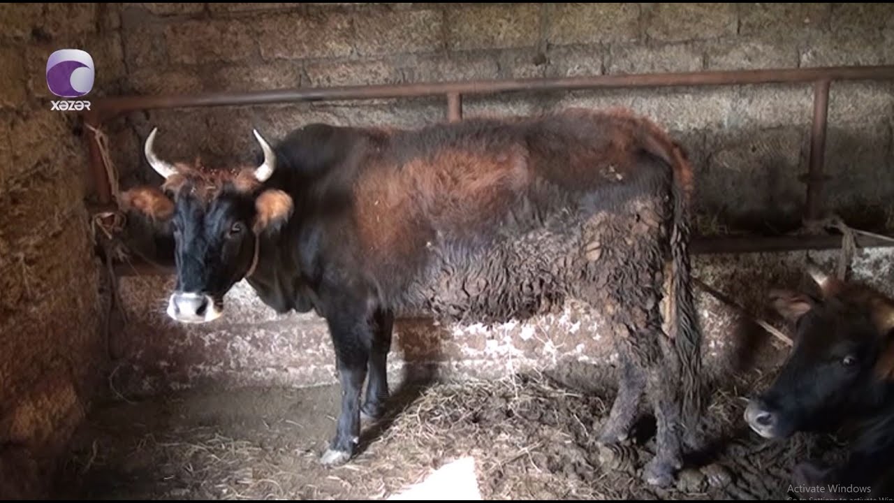 Bölgələrdə dabaq xəstəliyinin yayılması təhlükəli hal alıb