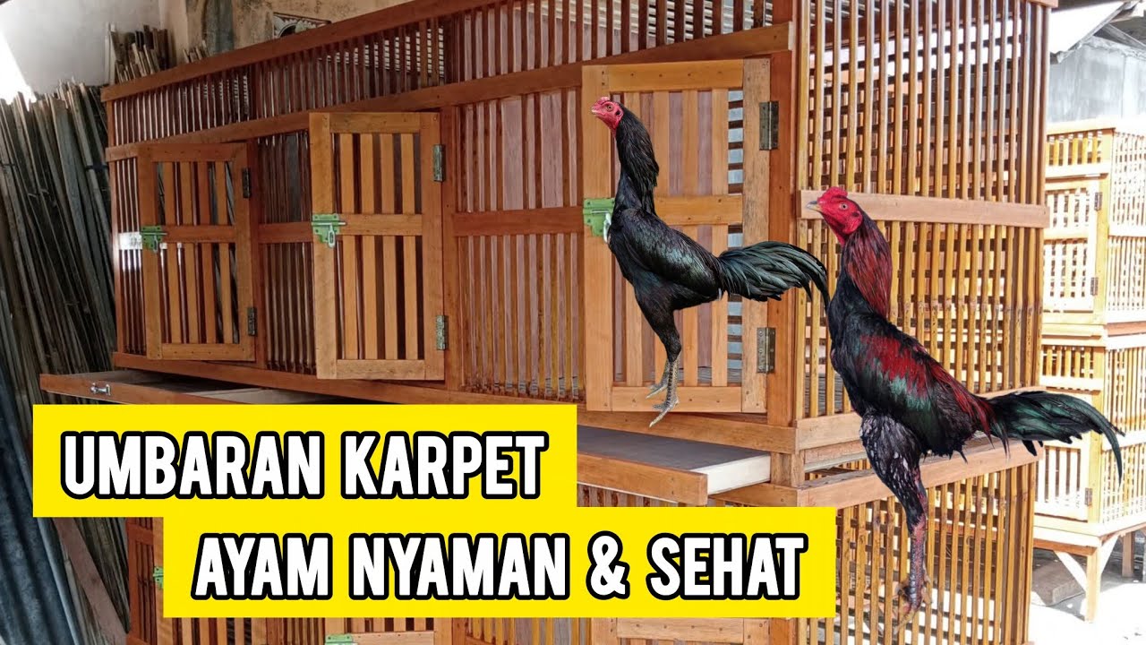 🔴RJ Farm Review Umbaran Agar Ayam Sehat & Nyaman