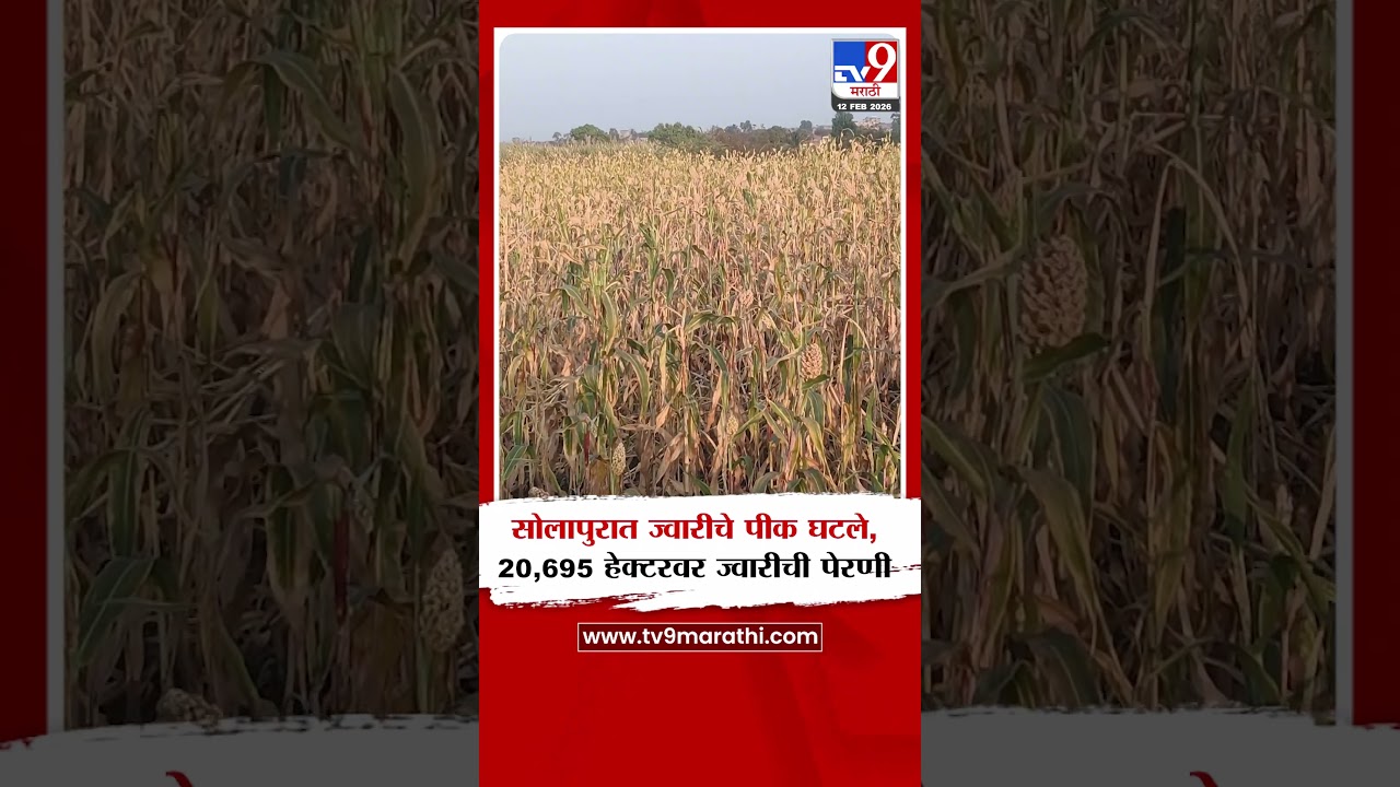 Solapur | सोलापुरात ज्वारीचे पीक घटले,20,695 हेक्टरवर ज्वारीची पेरणी