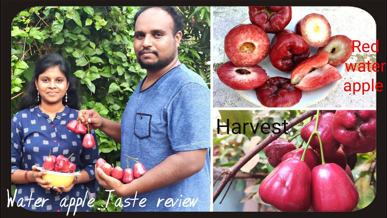 Water Apple Harvest and Taste Review/ Rose apple/Bell fruit/ Wax apple/ Jamun fruit #beattheheat