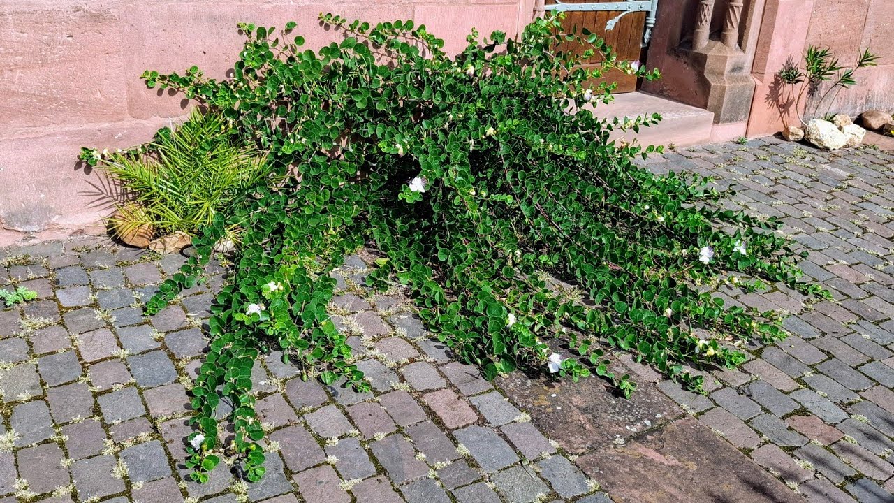 Ух ты! Каперсы (Capparis ovata) растут, цветут и плодоносят без защиты в Германии.