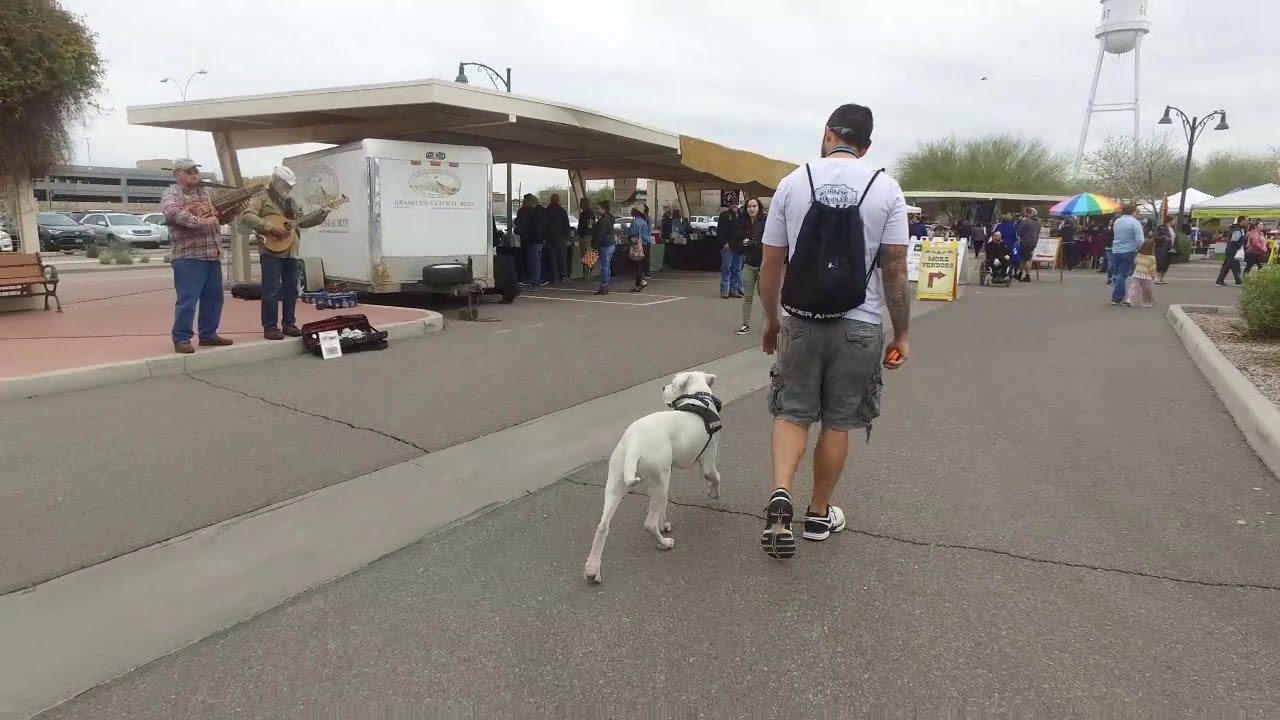 Bandit 5 mo Dogo Argentino Best Arizona Dog Trainers