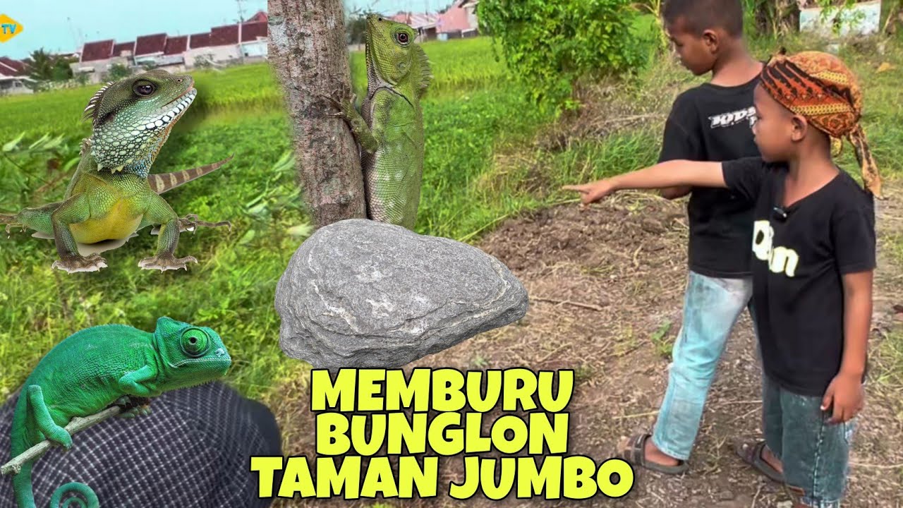 Baru kali ini lihat londok sebesar ini !!!!! Memburu bunglon taman di spot baru #qiantv #bunglon