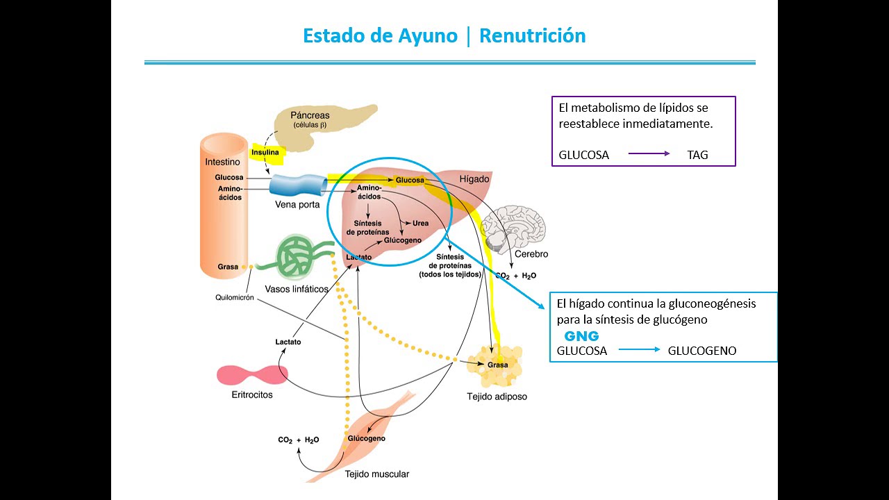 Integracion Metabolica Parte B. Ciclo ayuno- alimentacion