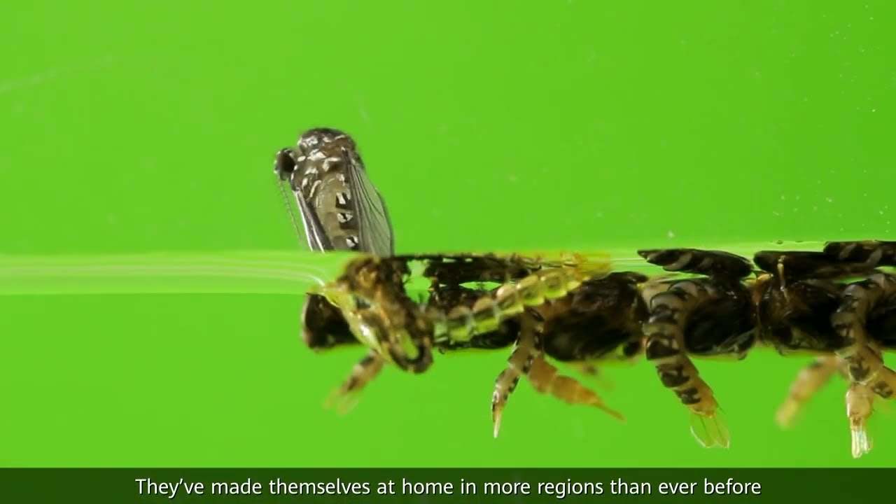 Our Fight against Mosquito-borne Diseases