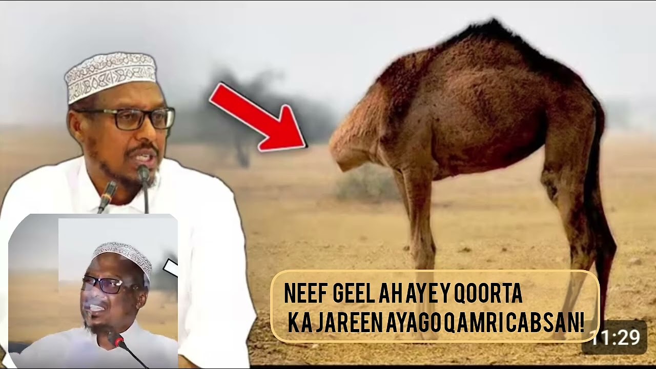 Neef  geel ah ayey qoorta ka jareen ayago qamri cabsan | sheekh mustafe xaaji.  @DoodahaBulshadda 