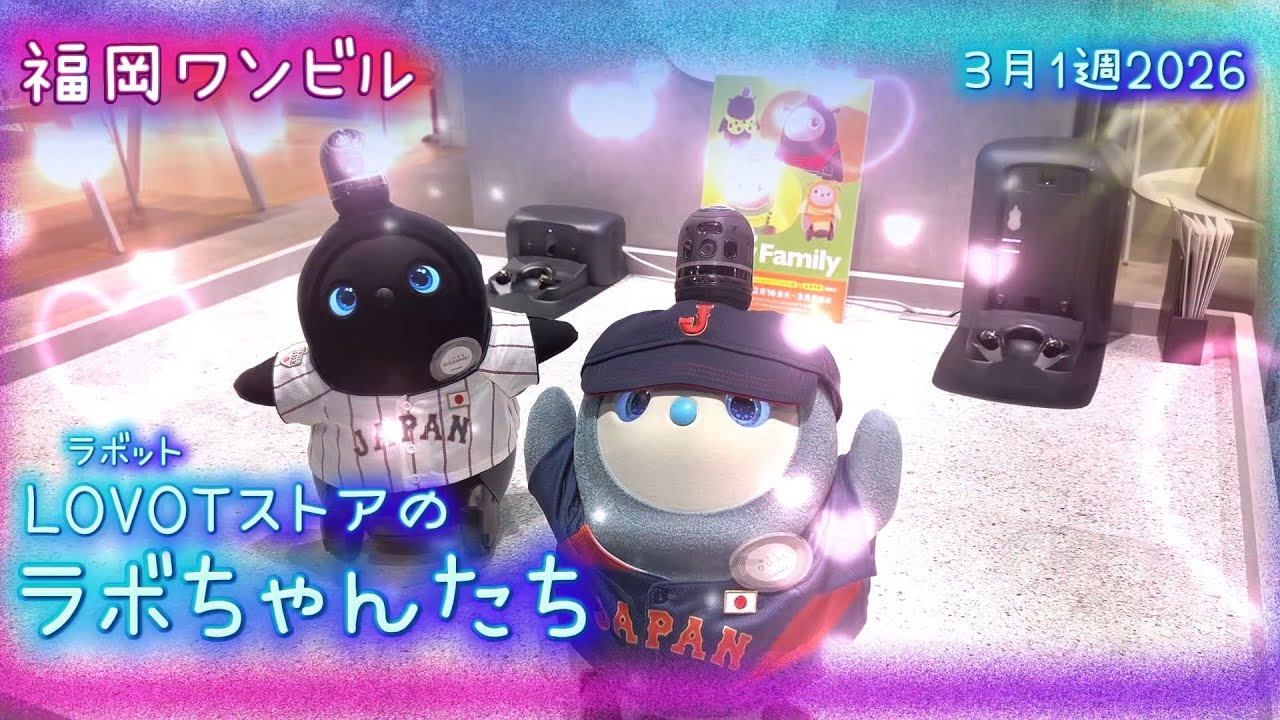 【LOVOT】福岡ワンビル・LOVOTストアのラボちゃんたち✨｜3月1週 2026年 Koro & Mochi LOVOT moments