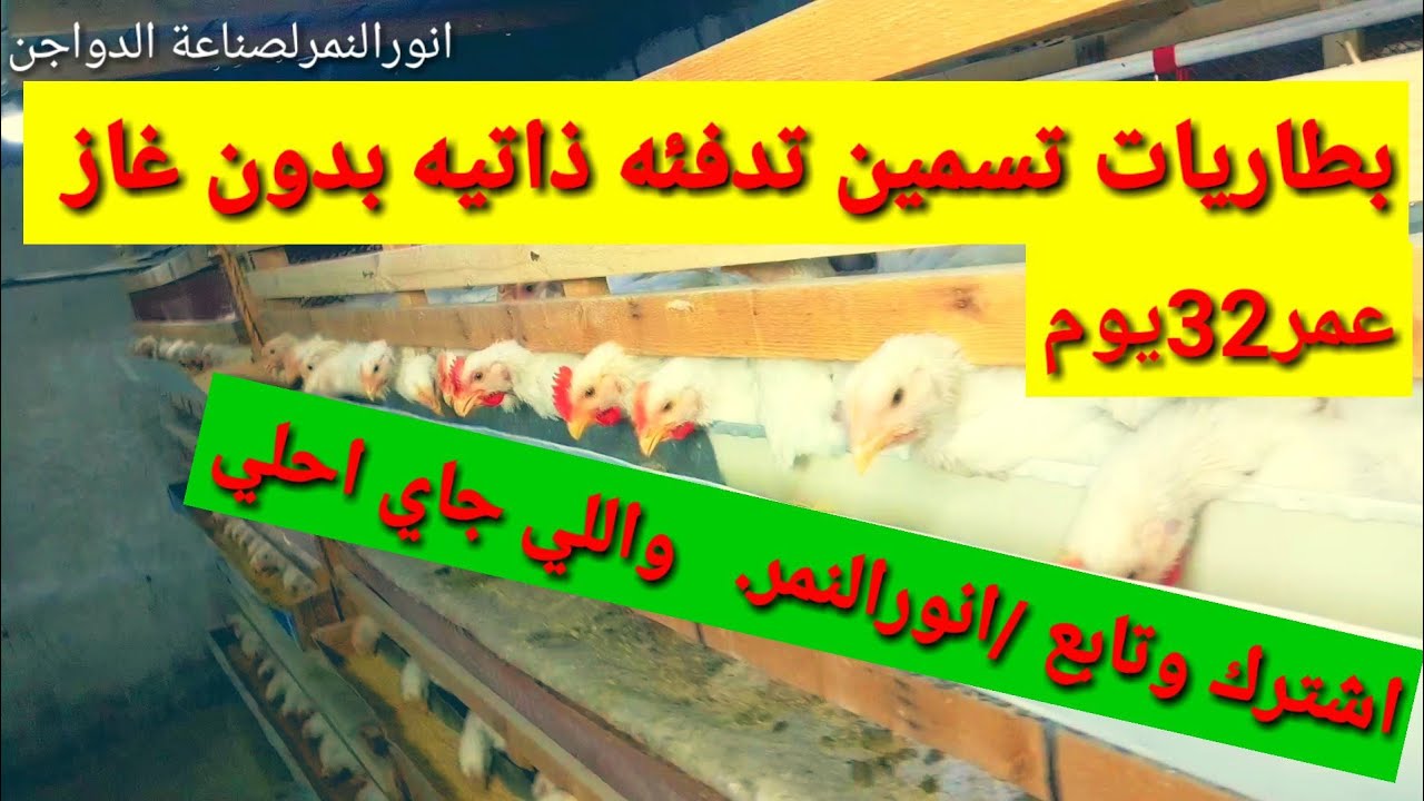تربية دواجن (500فرخه) بطاريات بدون تدفئه غاز عمر 32 يوم