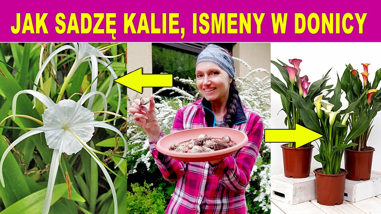 Jak sadzić Kalie w doniczce oraz Ismeny - Poznaj mój sposób