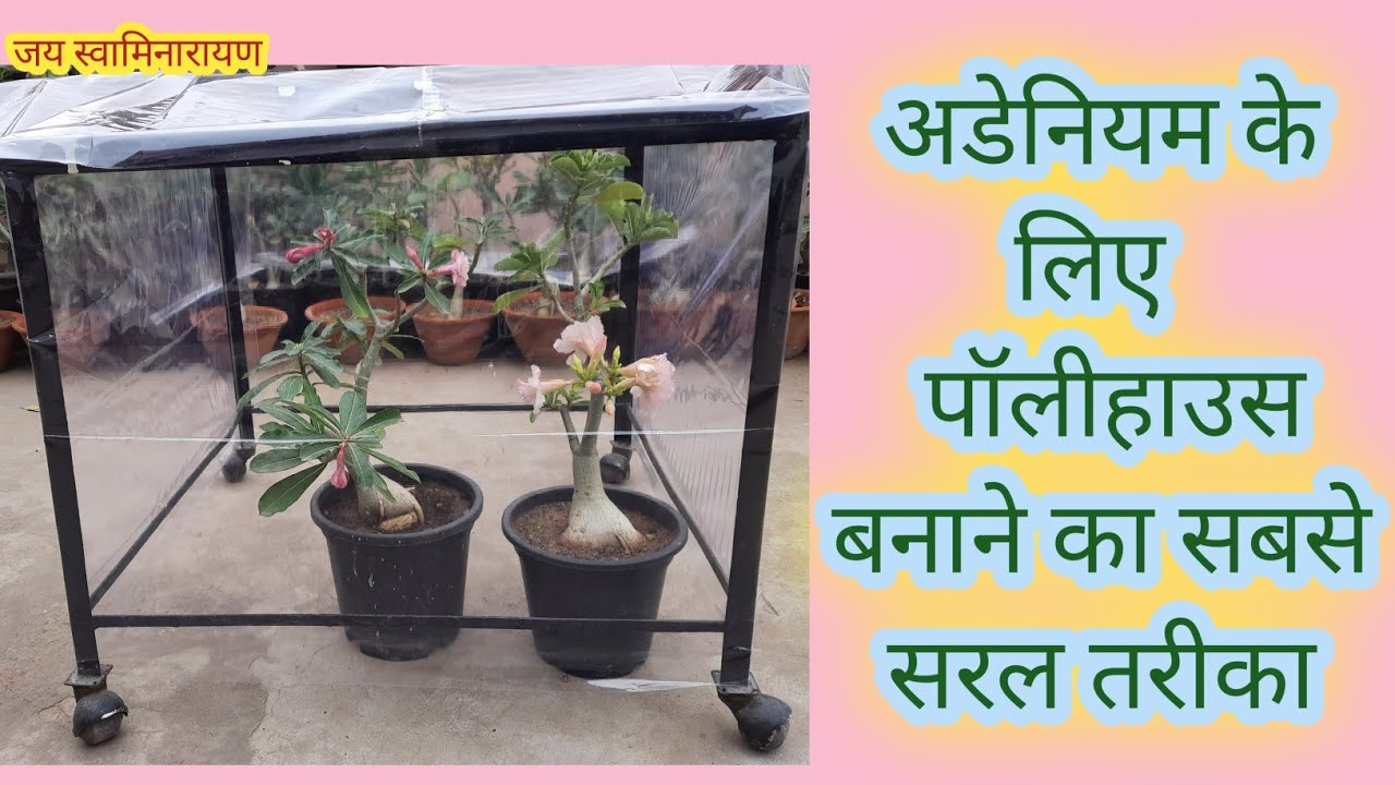 Easiest Method To Make Poly House For Adenium | अडेनियम के लिए  पॉलीहाउस बनाने का सबसे सरल तरीका