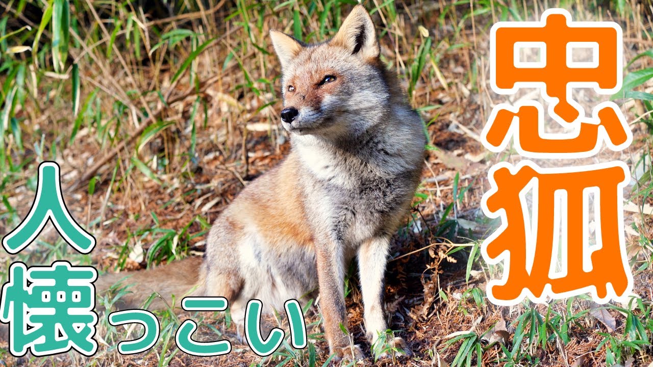 まるで柴犬！待ち伏せする忠犬のような人懐っこいキツネ家族の朝